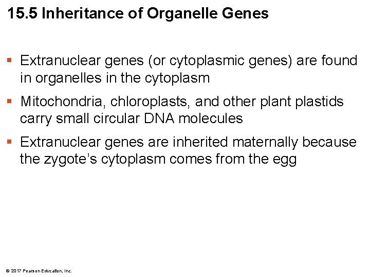 15. 5 Inheritance of Organelle Genes § Extranuclear genes (or cytoplasmic genes) are found