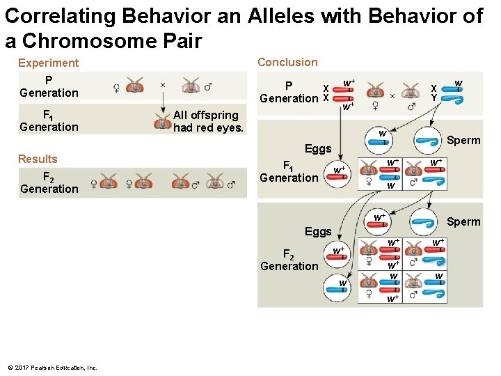 Correlating Behavior an Alleles with Behavior of a Chromosome Pair Conclusion Experiment P Generation