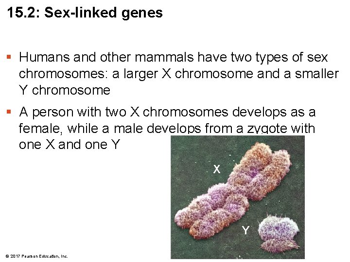 15. 2: Sex-linked genes § Humans and other mammals have two types of sex