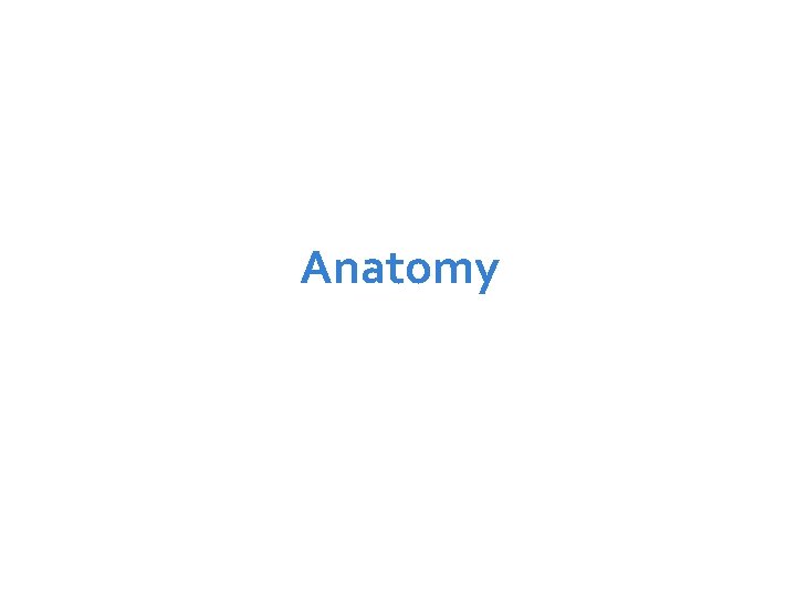 Anatomy 