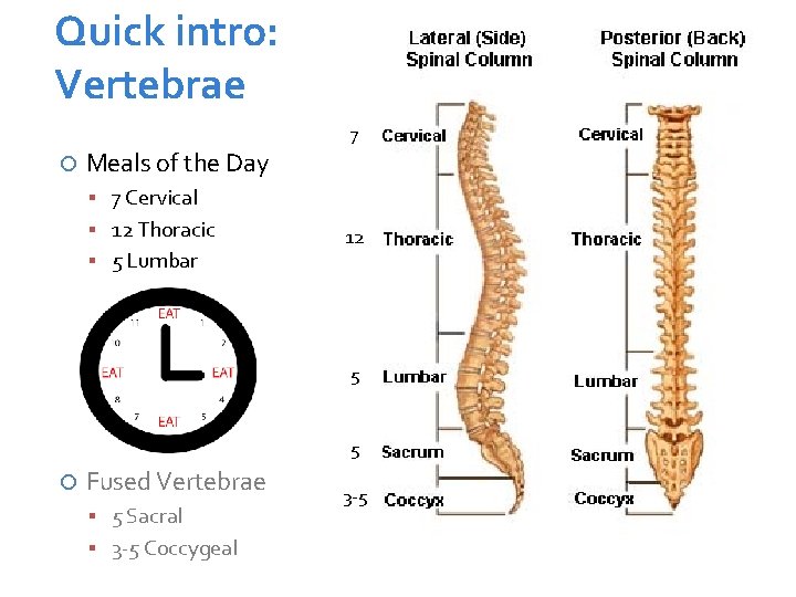 Quick intro: Vertebrae 7 Meals of the Day 7 Cervical 12 Thoracic 5 Lumbar