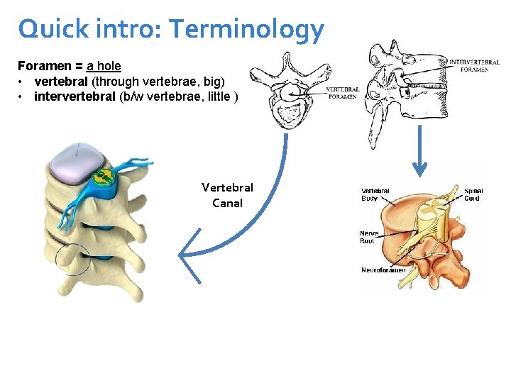 Quick intro: Terminology Foramen = a hole • vertebral (through vertebrae, big) • intervertebral