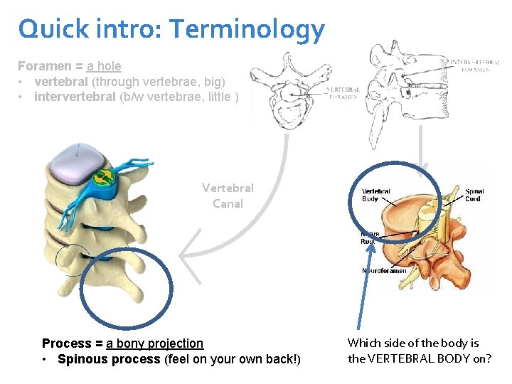 Quick intro: Terminology Foramen = a hole • vertebral (through vertebrae, big) • intervertebral