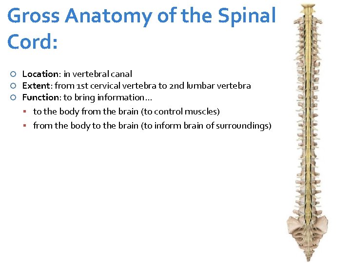 Gross Anatomy of the Spinal Cord: Location: in vertebral canal Extent: from 1 st