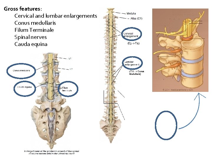 Gross features: Cervical and lumbar enlargements Conus medullaris Filum Terminale Spinal nerves Cauda equina