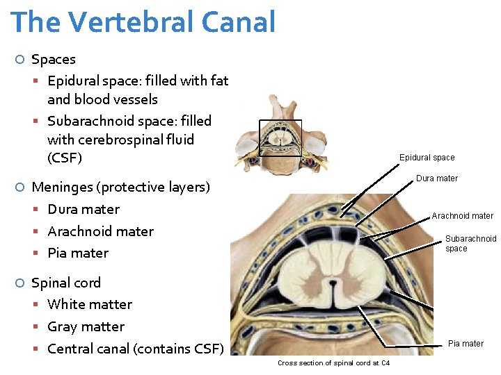 The Vertebral Canal Spaces Epidural space: filled with fat and blood vessels Subarachnoid space: