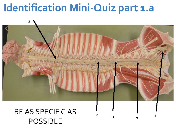 Identification Mini-Quiz part 1. a 1 BE AS SPECIFIC AS POSSIBLE 2 3 4