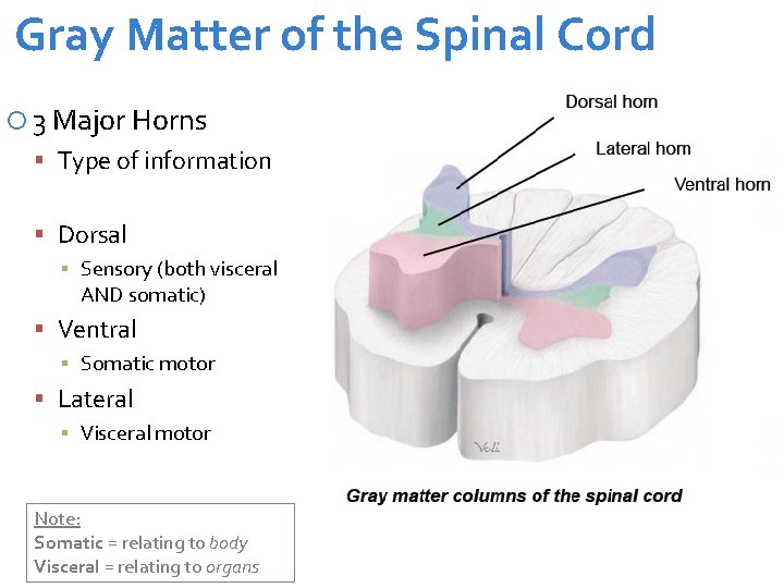 Gray Matter of the Spinal Cord 3 Major Horns Type of information Dorsal ▪