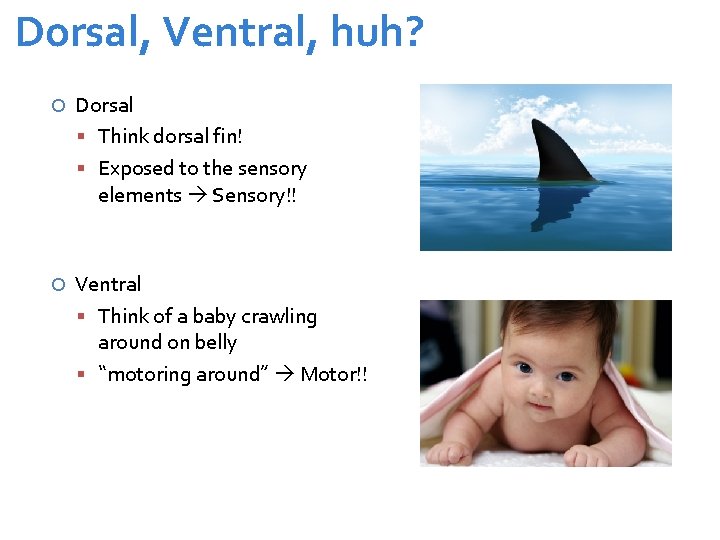 Dorsal, Ventral, huh? Dorsal Think dorsal fin! Exposed to the sensory elements Sensory!! Ventral