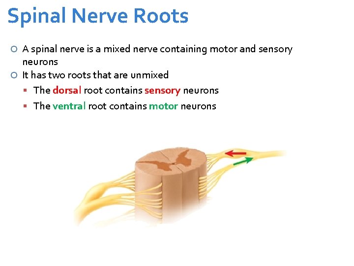 Spinal Nerve Roots A spinal nerve is a mixed nerve containing motor and sensory