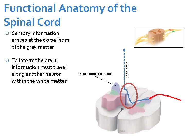  Sensory information arrives at the dorsal horn of the gray matter To inform