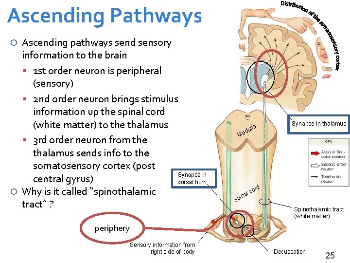 Ascending Pathways Ascending pathways send sensory information to the brain 1 st order neuron