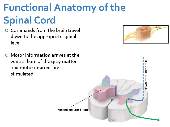  Commands from the brain travel down to the appropriate spinal level Motor information