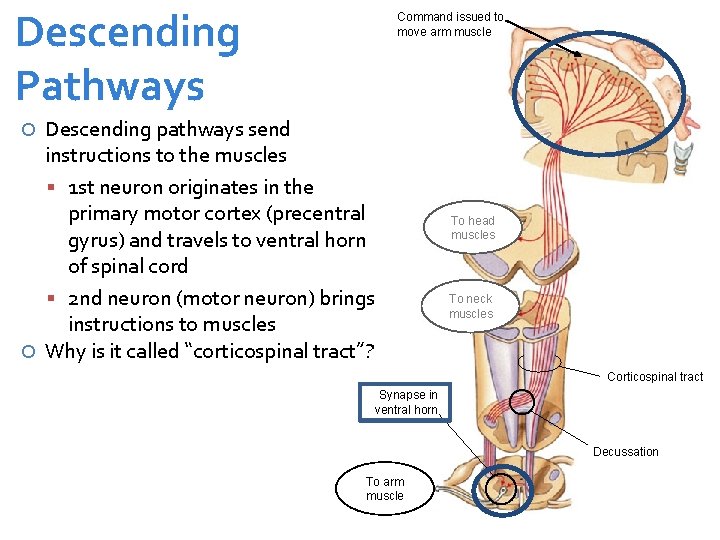 Descending Pathways Command issued to move arm muscle Descending pathways send instructions to the
