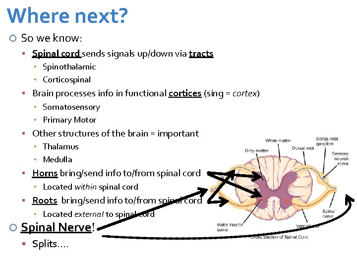 Where next? So we know: Spinal cord sends signals up/down via tracts ▪ Spinothalamic
