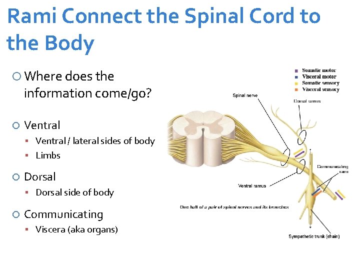 Rami Connect the Spinal Cord to the Body Where does the information come/go? Ventral