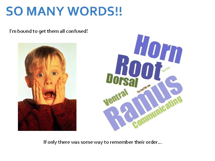 SO MANY WORDS!! I’m bound to get them all confused! If only there was