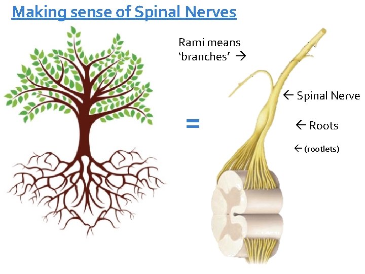 Making sense of Spinal Nerves Rami means ‘branches’ = Spinal Nerve Roots (rootlets) 