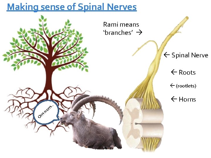 Making sense of Spinal Nerves Rami means ‘branches’ Spinal Nerve Roots (rootlets) Om n