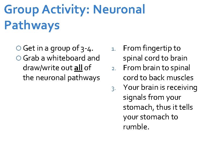 Group Activity: Neuronal Pathways Get in a group of 3 -4. Grab a whiteboard