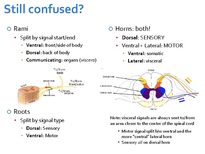 Still confused? Rami Split by signal start/end ▪ Ventral: front/side of body ▪ Dorsal: