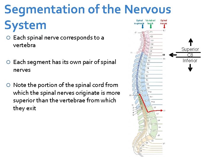 Segmentation of the Nervous System Spinal Vertebral segments levels Spinal nerves Each spinal nerve