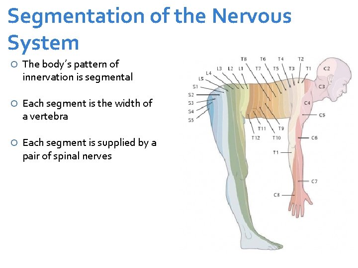 Segmentation of the Nervous System The body’s pattern of innervation is segmental Each segment