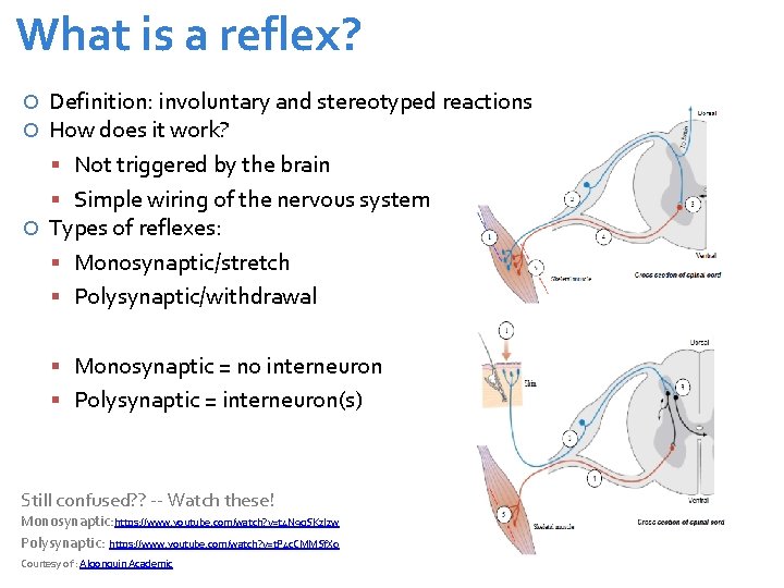 What is a reflex? Definition: involuntary and stereotyped reactions How does it work? Not