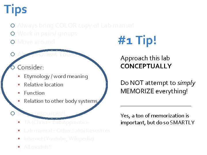 Tips Always bring COLOR copy of Lab manual Work in pairs/ groups Move around