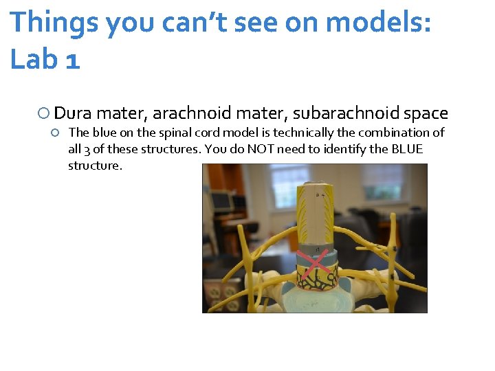 Things you can’t see on models: Lab 1 Dura mater, arachnoid mater, subarachnoid space