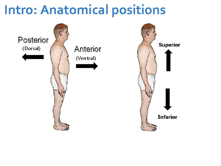 Intro: Anatomical positions (Dorsal) (Ventral) 
