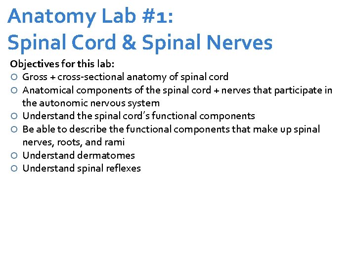 Anatomy Lab #1: Spinal Cord & Spinal Nerves Objectives for this lab: Gross +