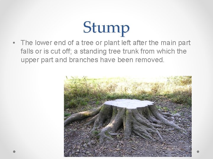 Stump • The lower end of a tree or plant left after the main Stump • The lower end of a tree or plant left after the main