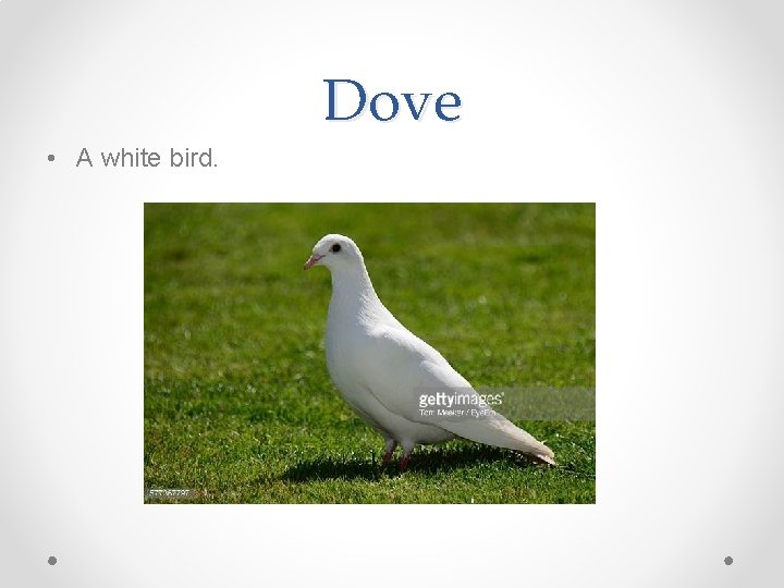 Dove • A white bird. Dove • A white bird.
