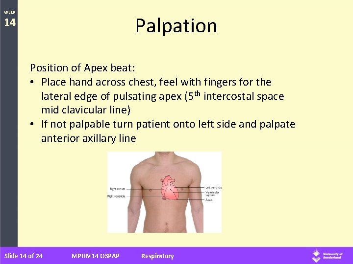 WEEK Palpation 14 Position of Apex beat: • Place hand across chest, feel with