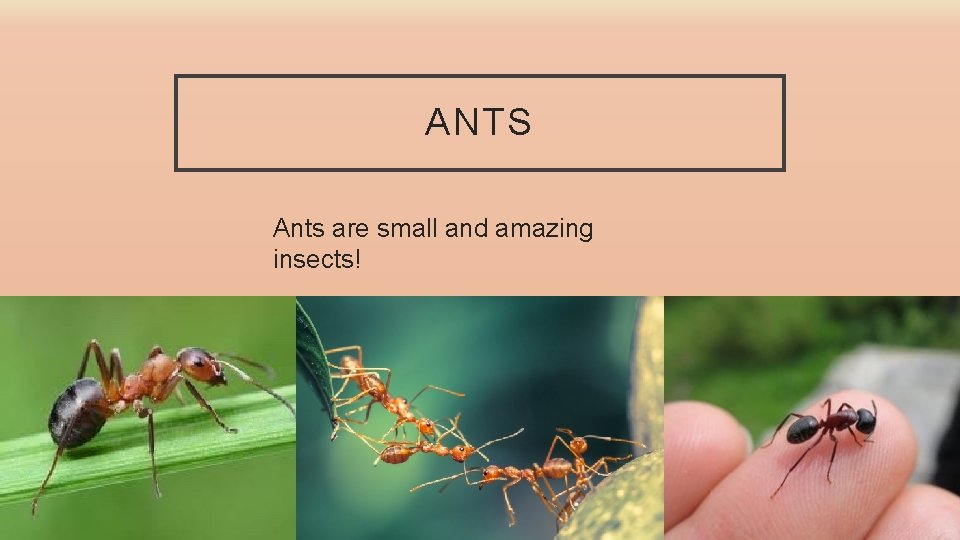 ANTS Ants are small and amazing insects! 