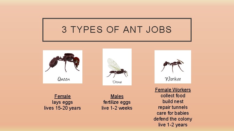 3 TYPES OF ANT JOBS Female lays eggs lives 15 -20 years Males fertilize