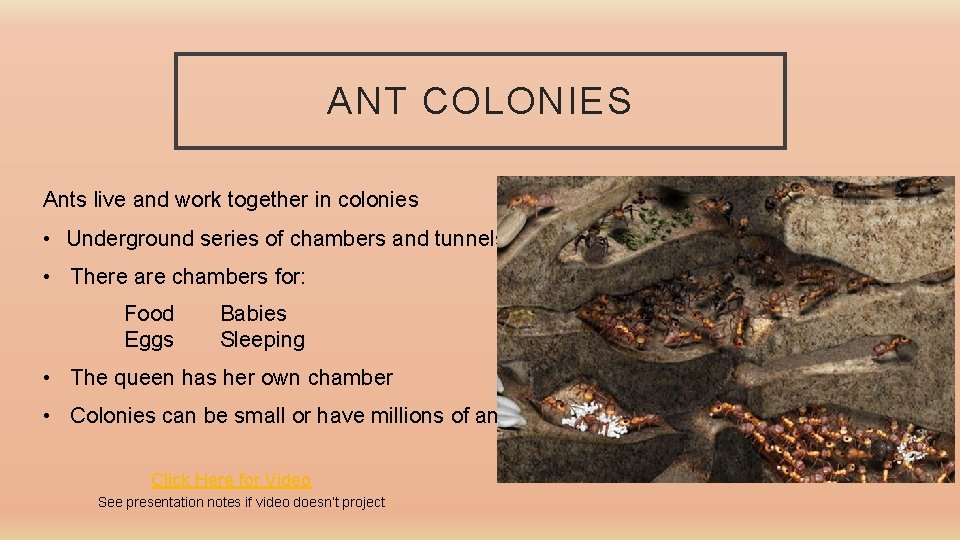 ANT COLONIES Ants live and work together in colonies • Underground series of chambers