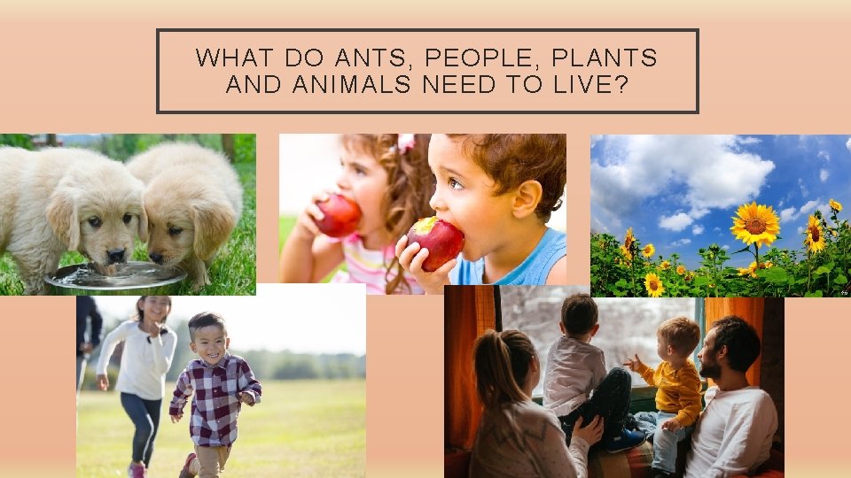 WHAT DO ANTS, PEOPLE, PLANTS AND ANIMALS NEED TO LIVE? 