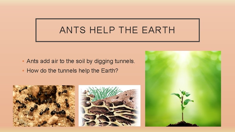 ANTS HELP THE EARTH • Ants add air to the soil by digging tunnels.