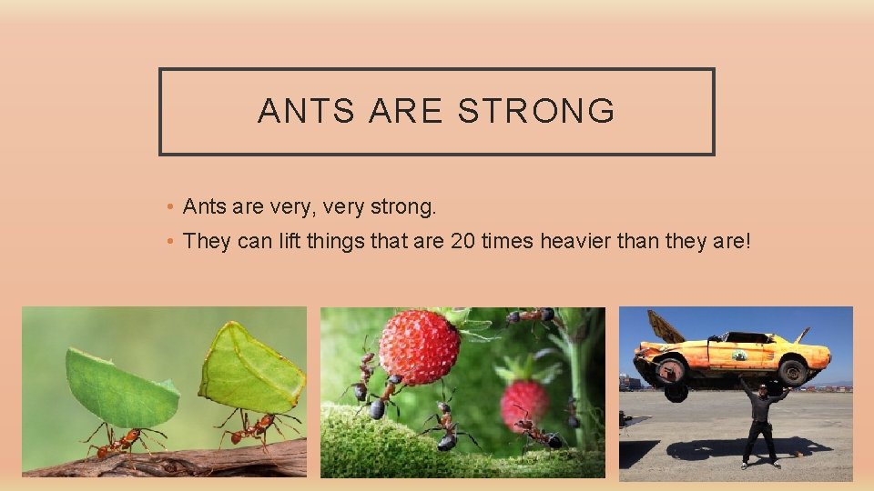 ANTS ARE STRONG • Ants are very, very strong. • They can lift things