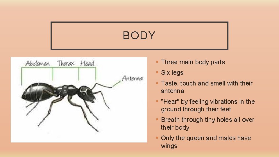 BODY § Three main body parts § Six legs § Taste, touch and smell