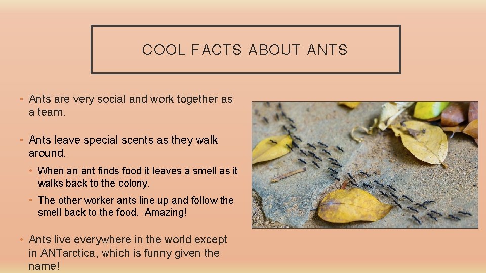 COOL FACTS ABOUT ANTS • Ants are very social and work together as a