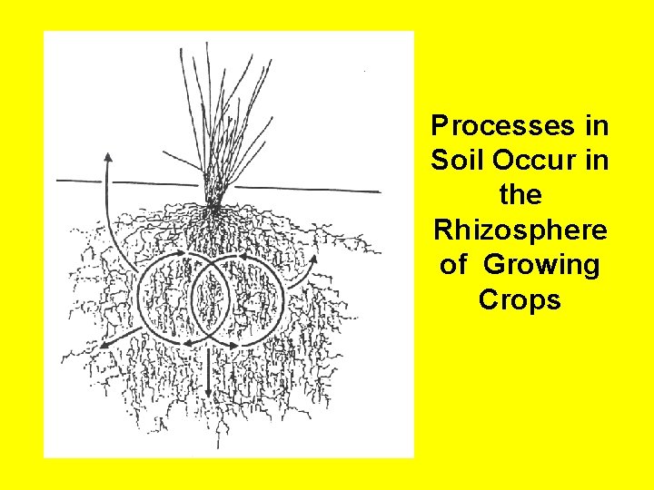 Processes in Soil Occur in the Rhizosphere of Growing Crops 