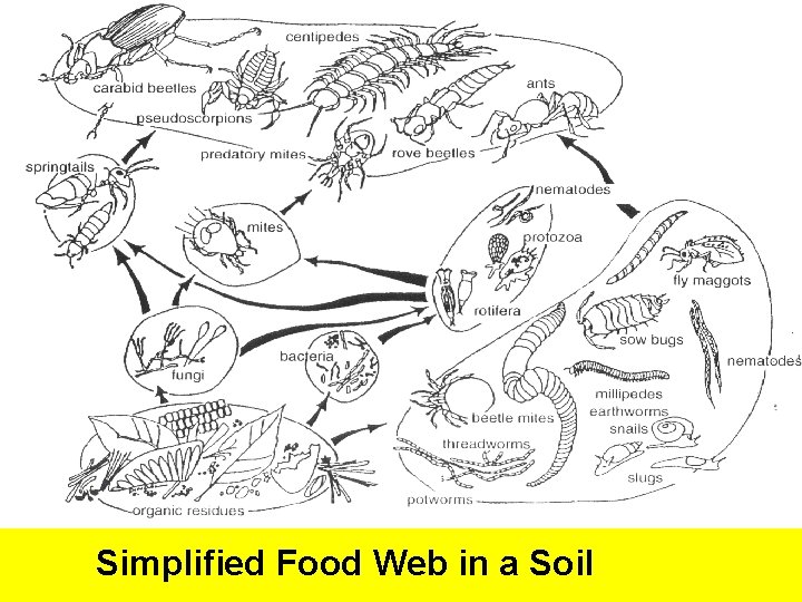 Simplified Food Web in a Soil 