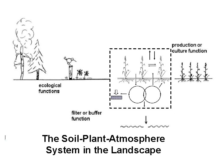The Soil-Plant-Atmosphere System in the Landscape 