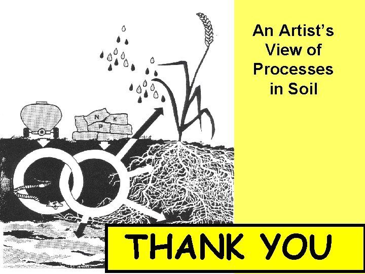 An Artist’s View of Processes in Soil THANK YOU 