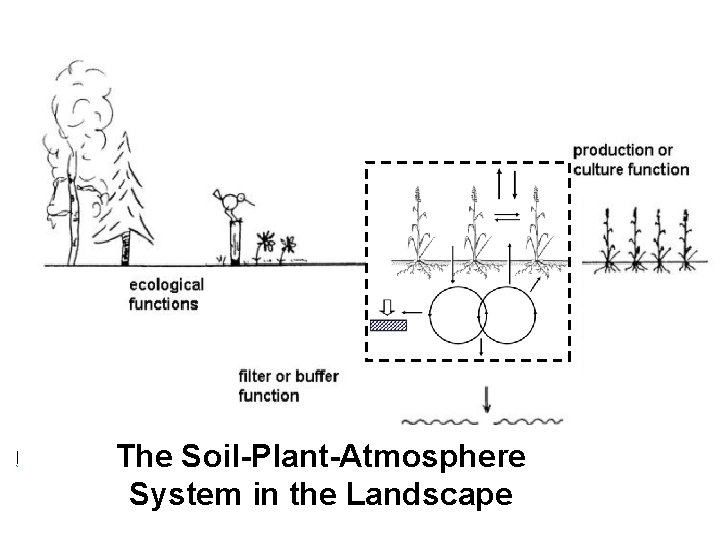 The Soil-Plant-Atmosphere System in the Landscape 