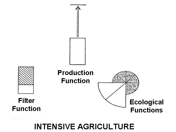 Production Function Filter Function Ecological Functions INTENSIVE AGRICULTURE 