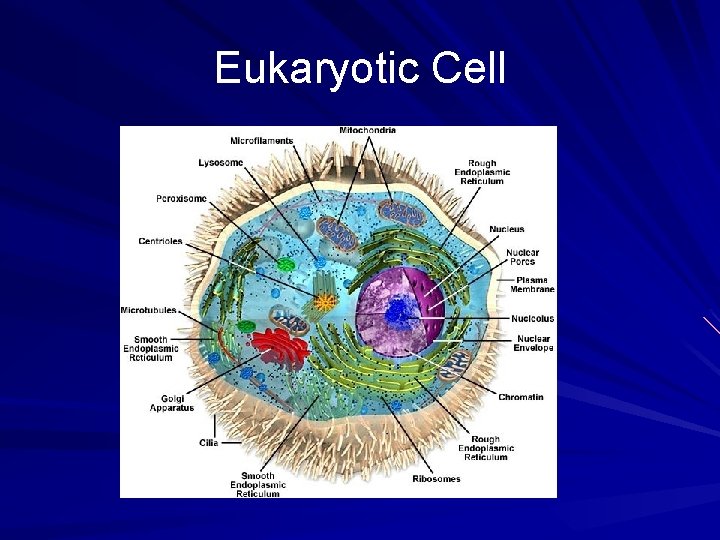 Eukaryotic Cell 